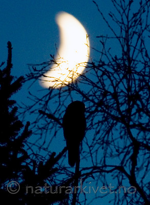 BB 12 0151 / Surnia ulula / Haukugle